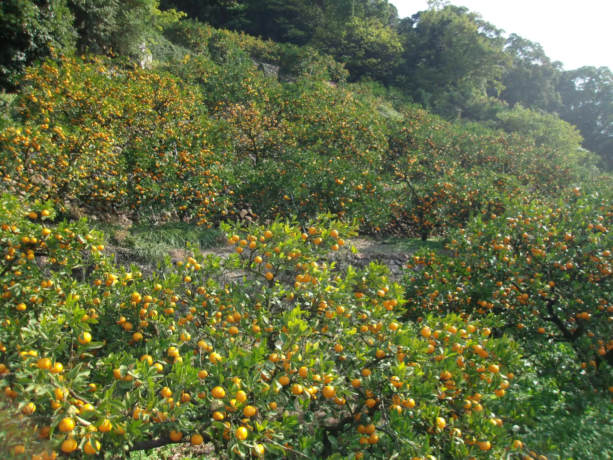 和歌山県有田地域、石積みの段々畑にたわわに実るみかん