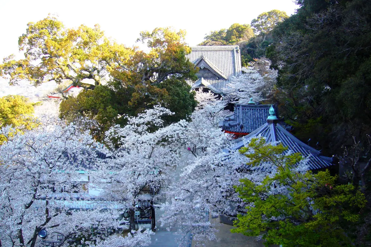 4月盛開的櫻花環繞著紀三井寺的殿堂