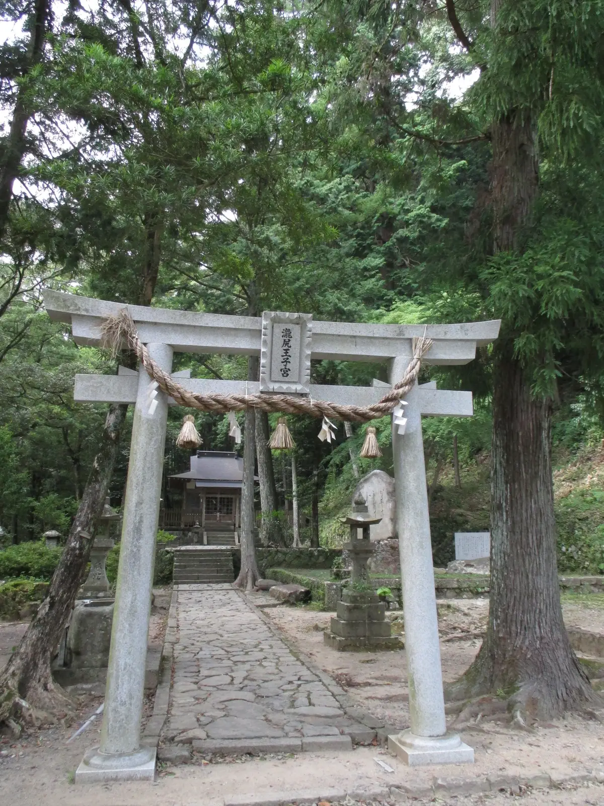 中邊路起點瀧尻王子的石鳥居，四周是杉木