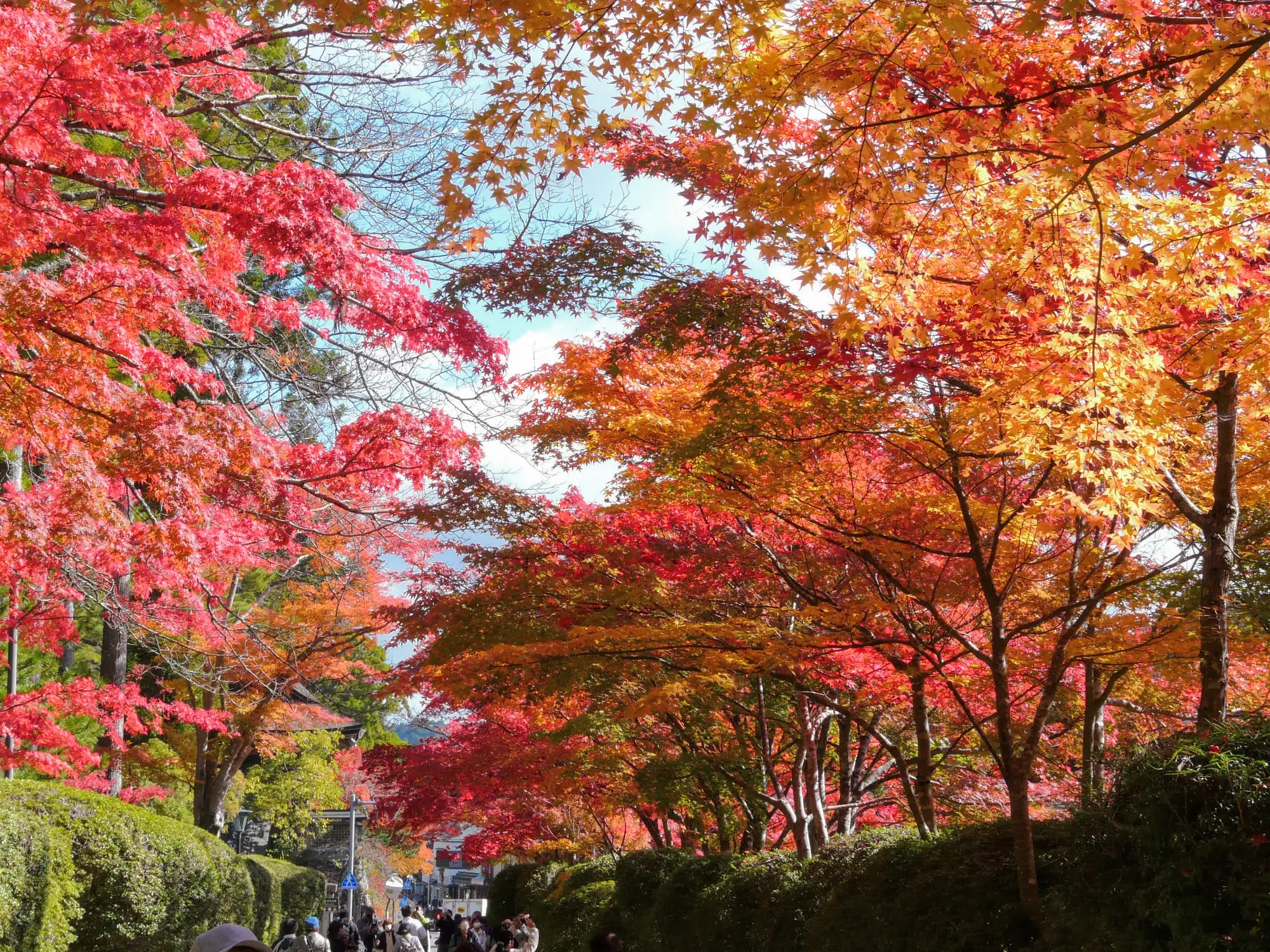 高野山・壇上伽藍の石畳の参道沿いに色づく紅葉