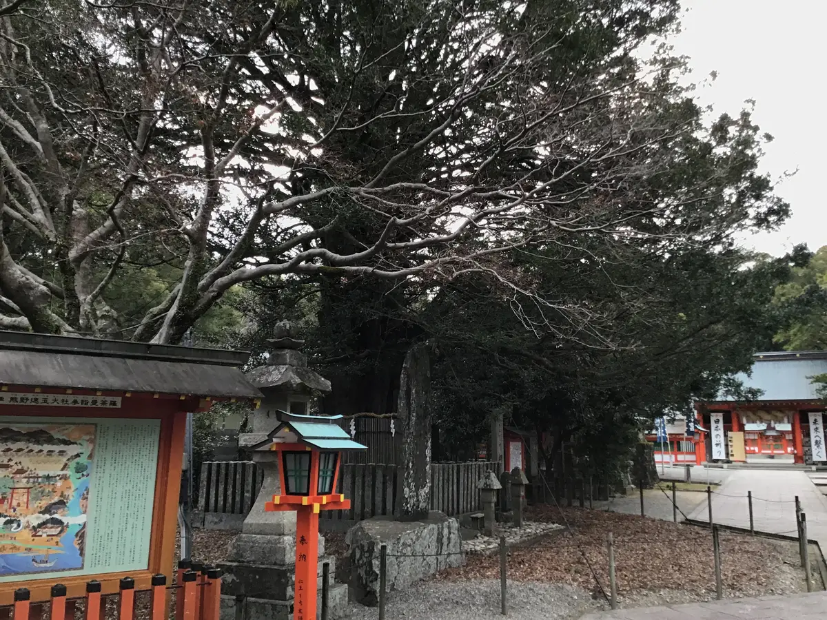熊野速玉大社の境内にある樹齢1000年ほどとされる御神木のナギの大樹