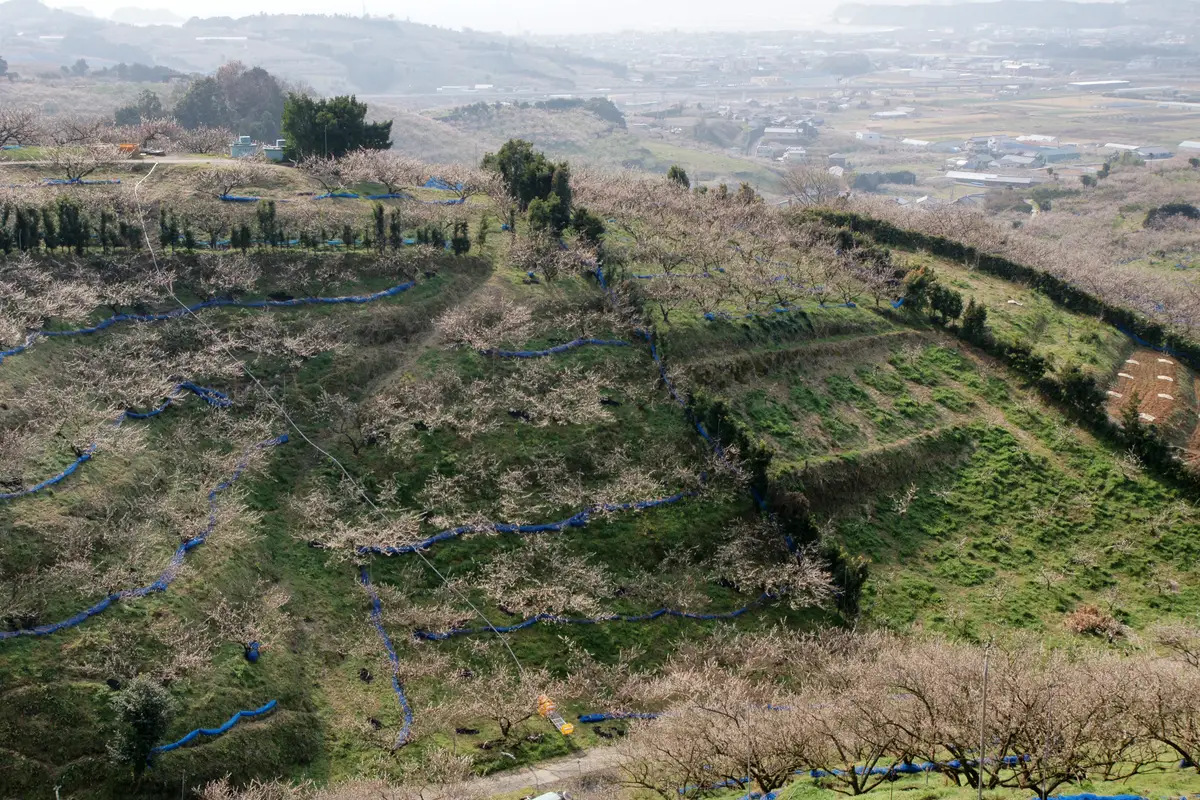 尾根から見下ろす南部梅林の段々の梅の木と、遠くの町と海