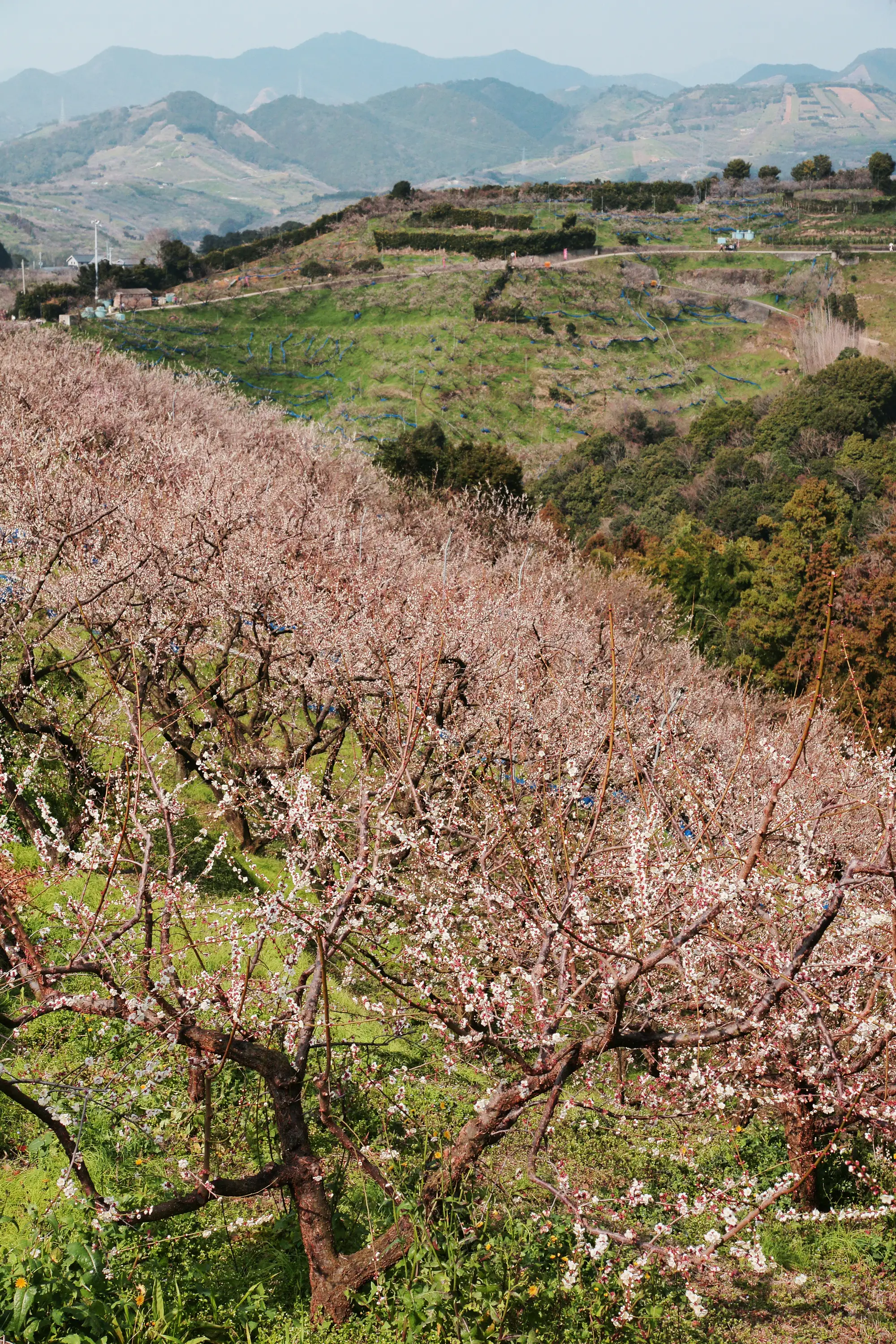 和歌山県みなべ町、山を背景にした段々畑に咲く梅の花