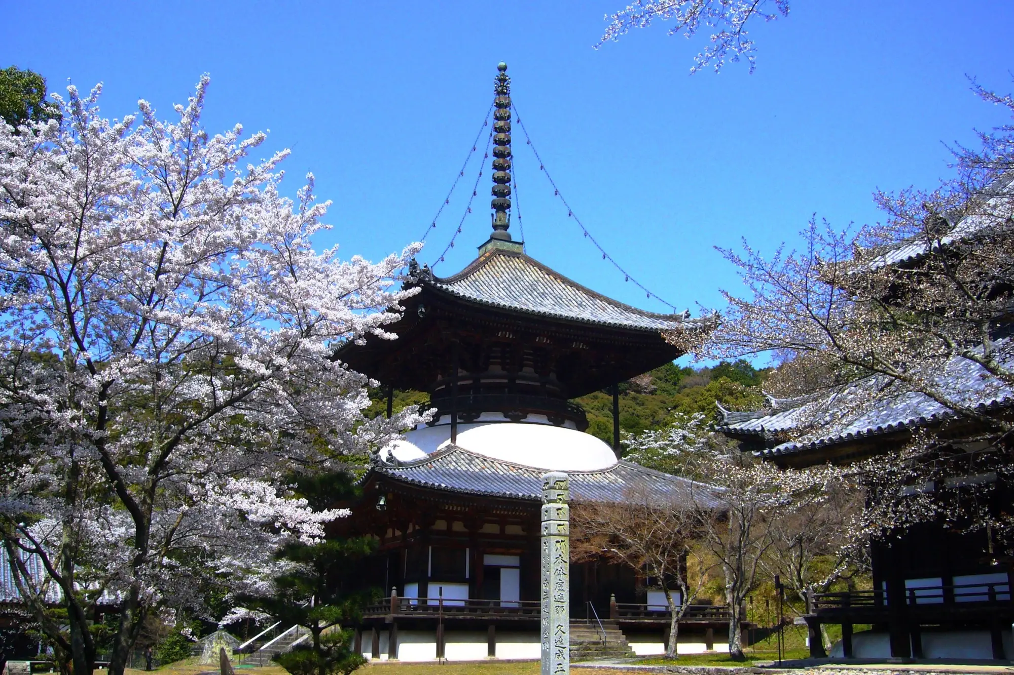 The Daito pagoda at Negoroji temple surrounded by blooming cherry trees, Wakayama