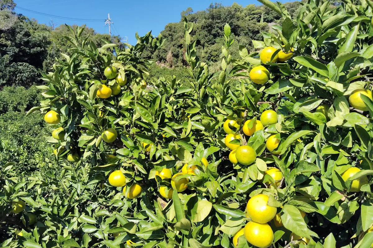 湯浅町のみかん畑で、まだ緑色の実がなる枝